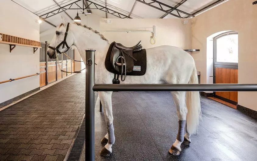 Improved stable flooring improves horse welfare Malgré Tout Media