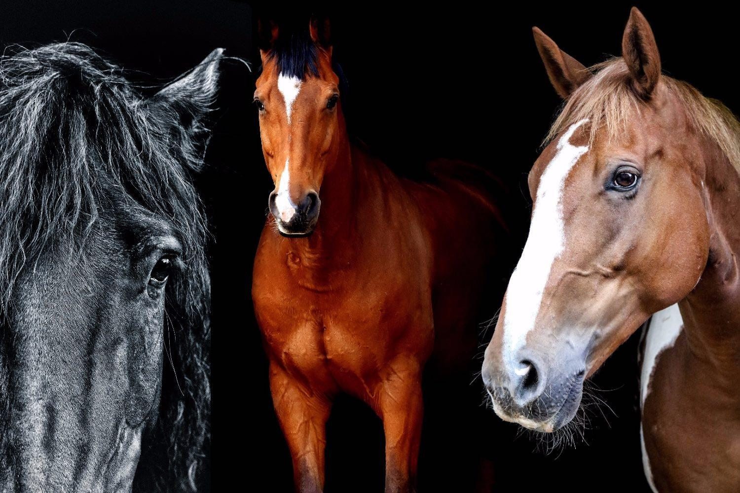 Mare, gelding or stallion which is the best match for you? Malgré