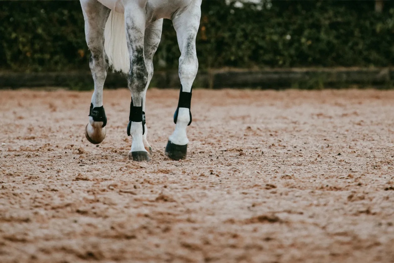 3 Serious Reasons Your Horse Pees During Training