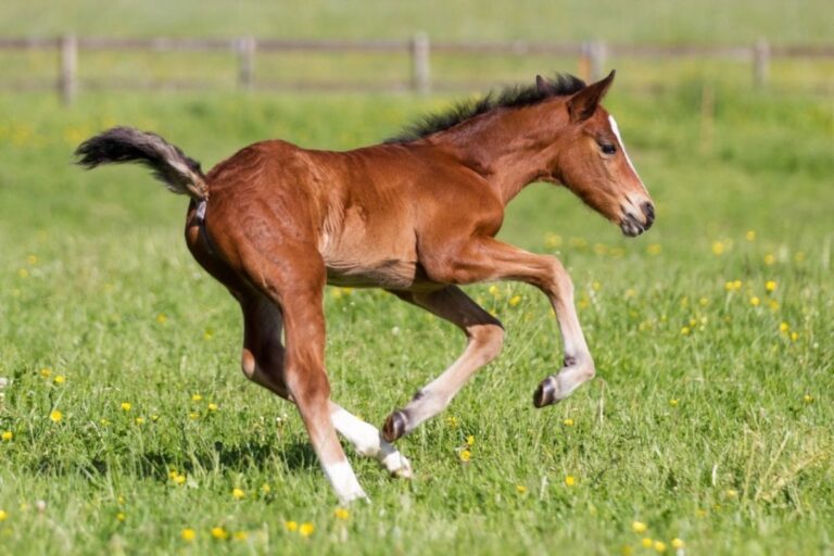 What To Do? When a Foal Loses Its Mother