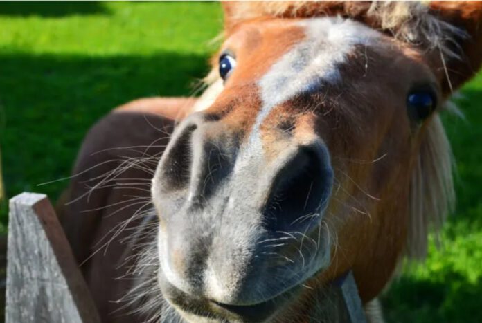 Close up of cool shetland pony
