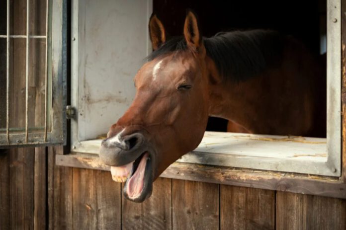 horses are a time waster