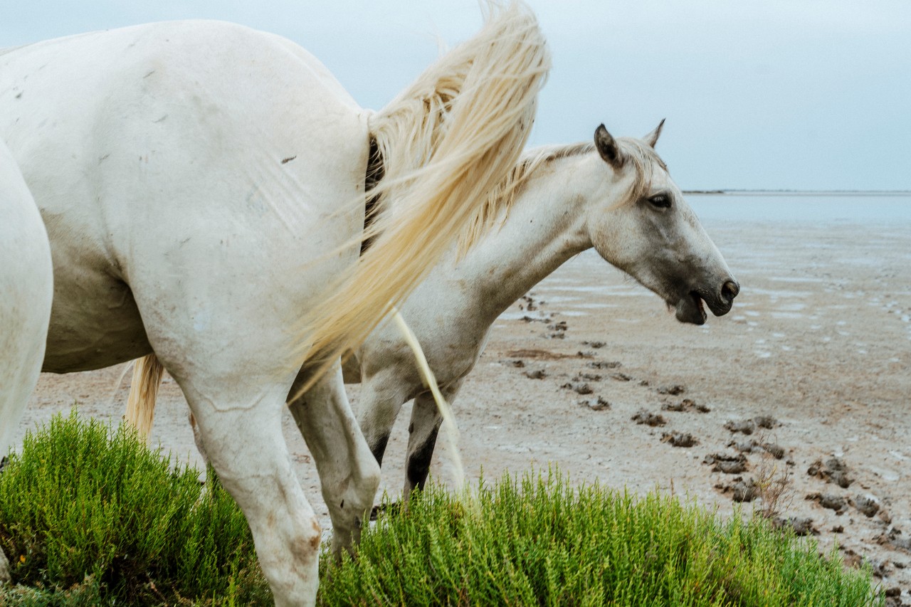 Does your horse pee a lot? 3 reasons why this could be a serious problem