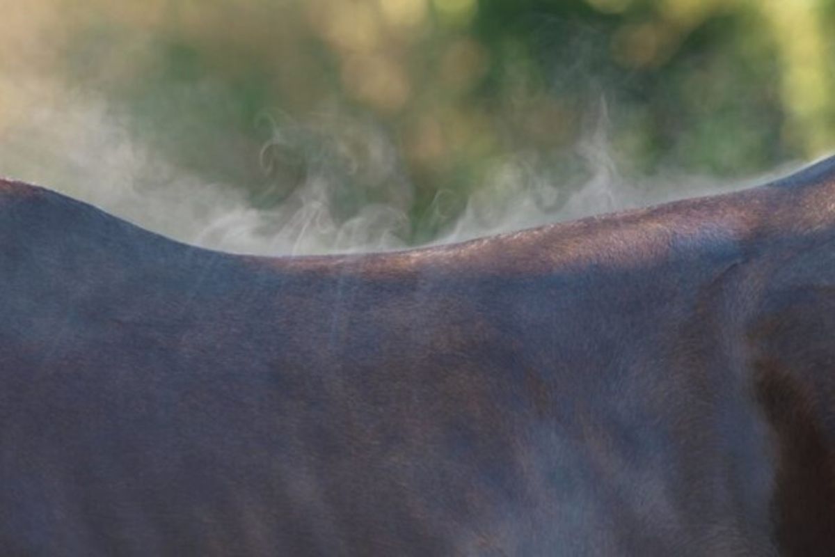 Heat regulation: How to best help your horse in the summer