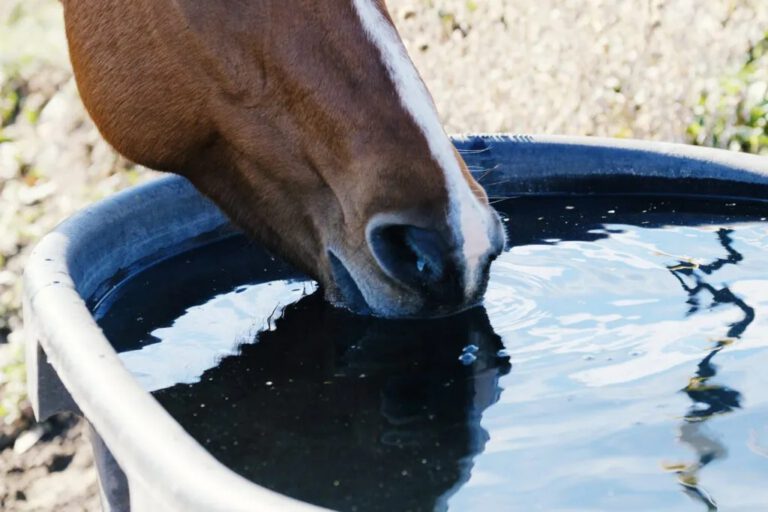 Fluid needs How many liters of fluid does your horse contain