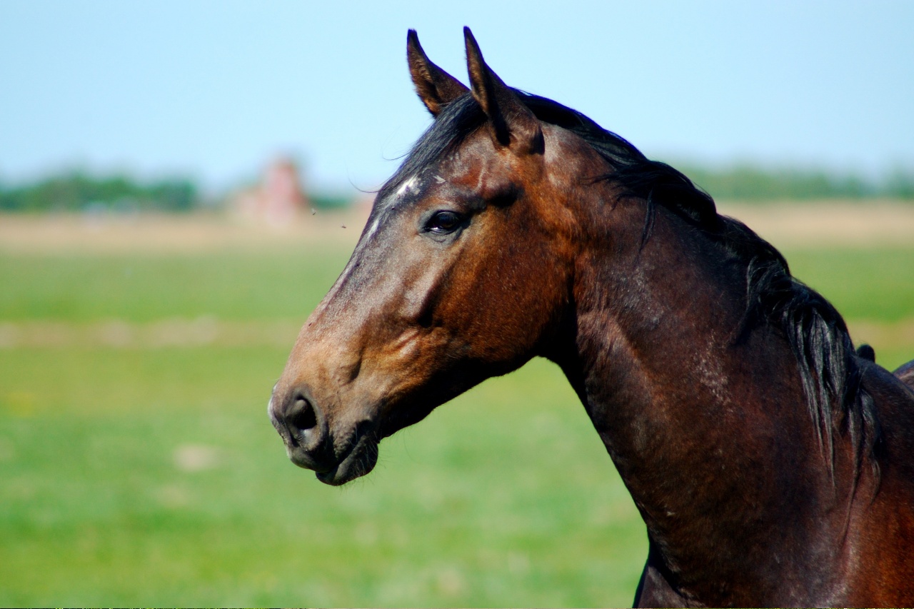 Perspective How do horses see the world? Malgré Tout Media