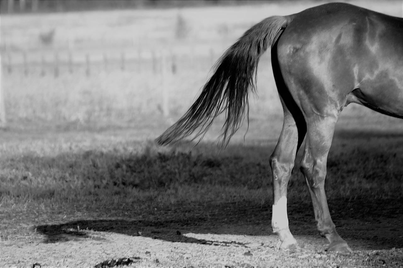 20 fascinating facts about the horse's tail, its anatomy and function