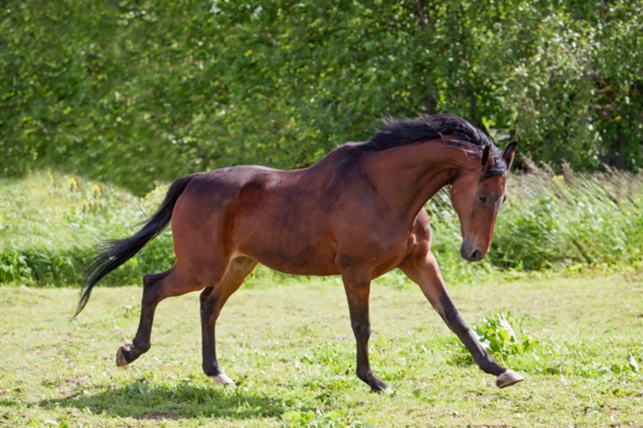 Trakehner in the field. Photo: Archive.
