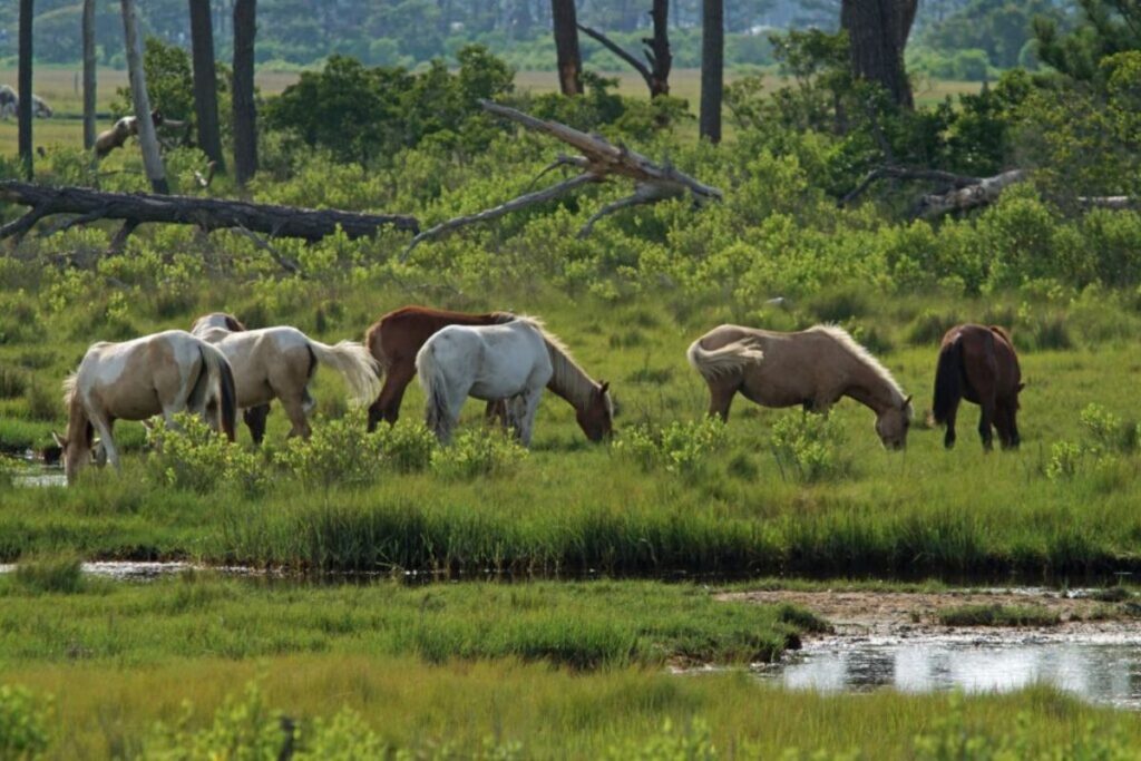 horse personalities