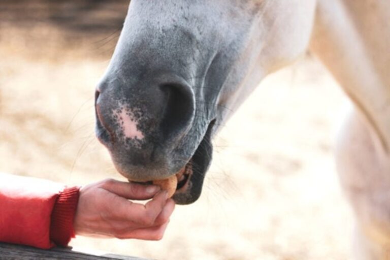 10 things your horse should not eat