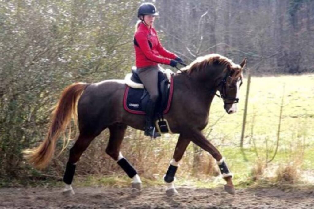 Cecilie and Calvin also spend a lot of time training dressage. Another important part of eventing. Photo: Cecilie Eriksen.