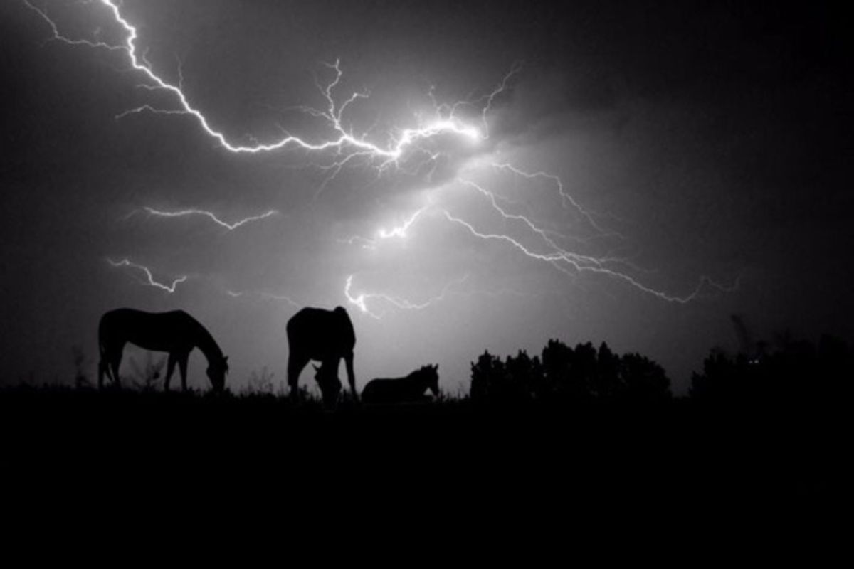 horses-and-thunder