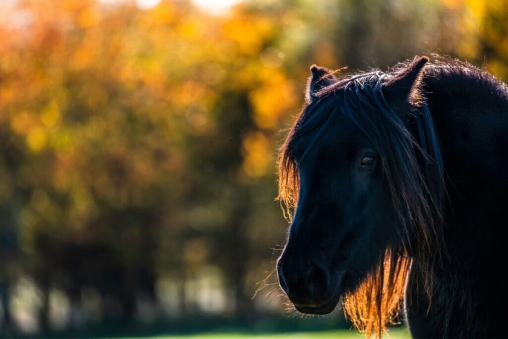 it is estimated that there are around 6000 fell ponies worldwide. photo archive.