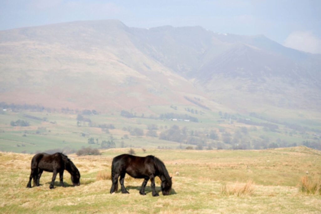 Mane and tail on a Fell Pony can grow long and powerful. Photo: Archive.