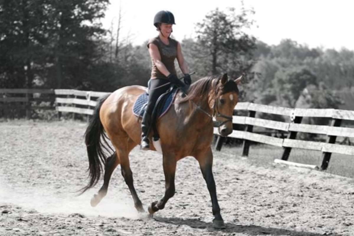 Flatwork: The idea behind inside leg to outside rein