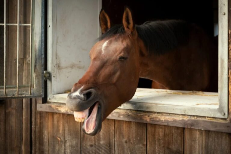 horses-are-a-time-waster