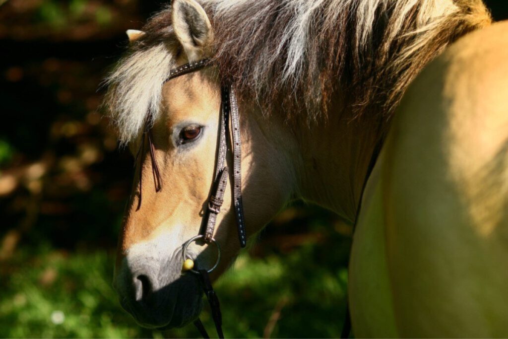 Elderly horses