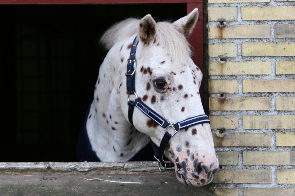 Elderly horses