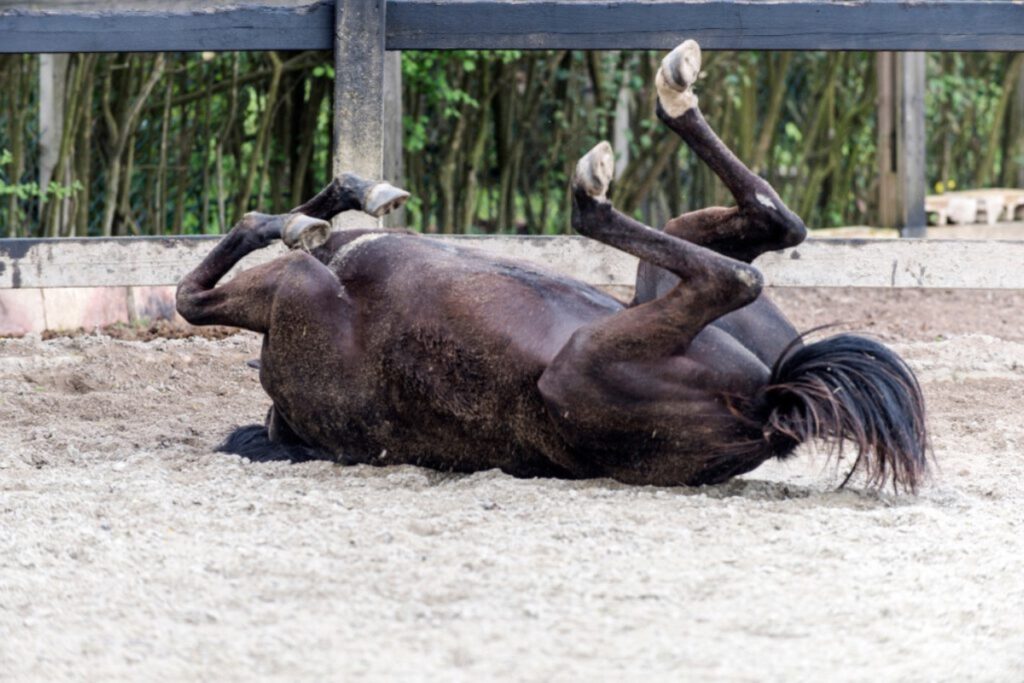Wellbeing: Does your horse have a healthy rolling behavior?