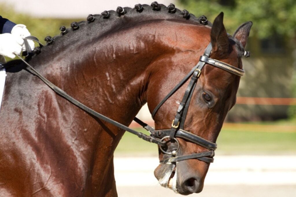 Bending often occurs during an attempt to collect the horse without a focus on push from the hindquarters Photo: Archive