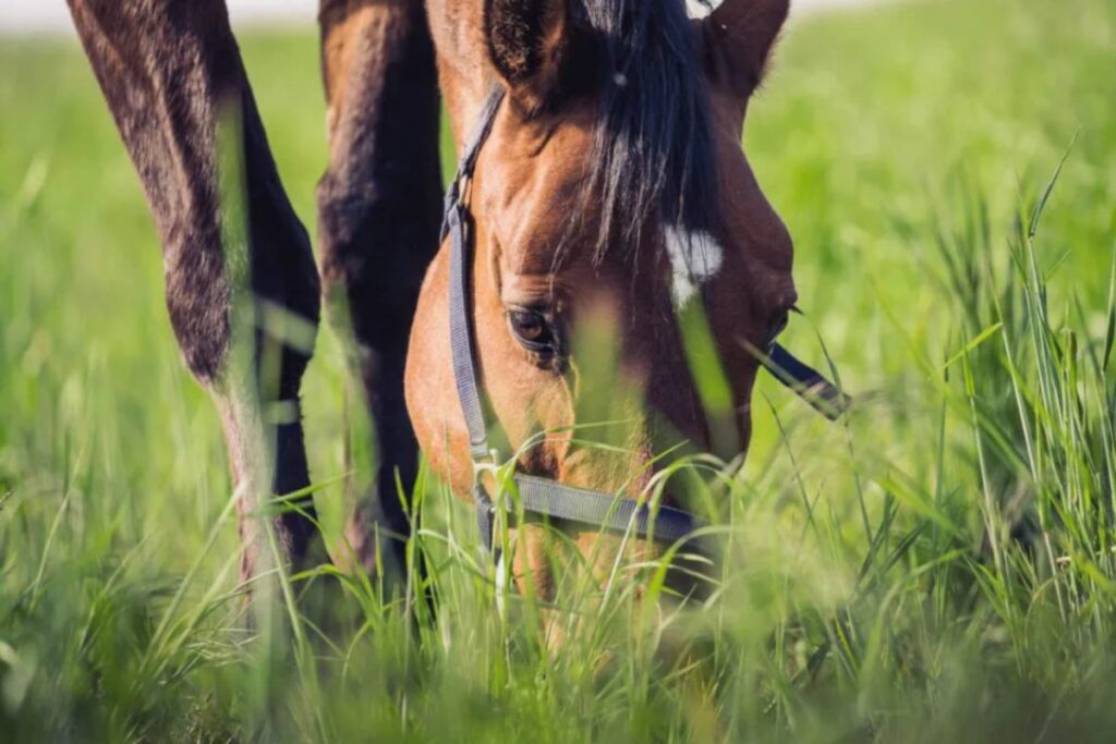 "I believe that you can have a good partnership with your horse and ride at a high level without using inappropriate methods,” says Claus. Photo: Archive.