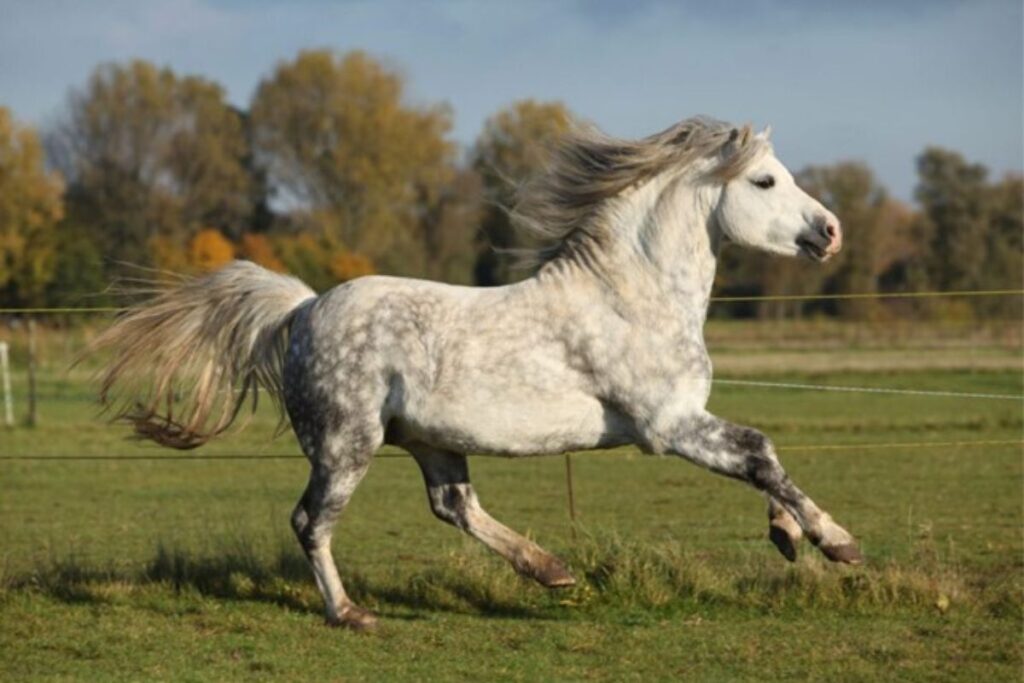 The small and fine sec. A is what someone might want to call a real Barbie horse. Photo: Archive.
