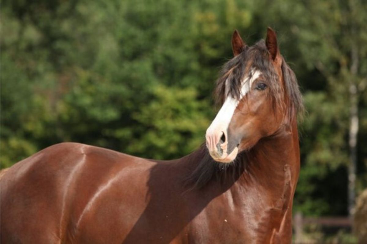 horse breed welsh pony and cob small body, big personality