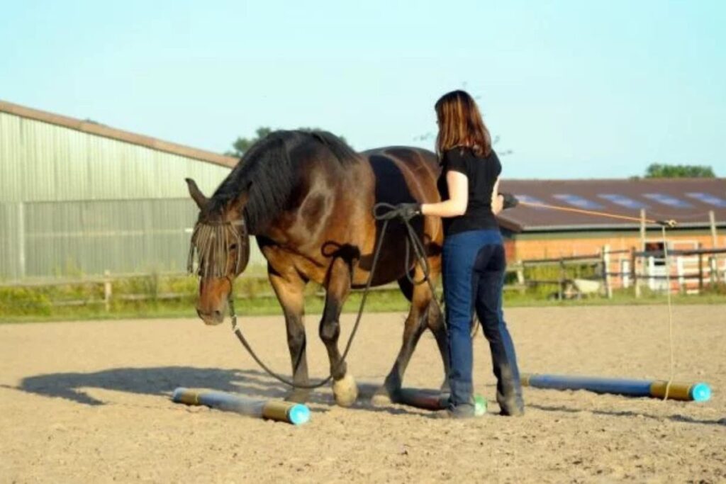 Horse trained from the ground. You can easily do interesting exercises that benefit the horse both physically and mentally. Photo: Archive.