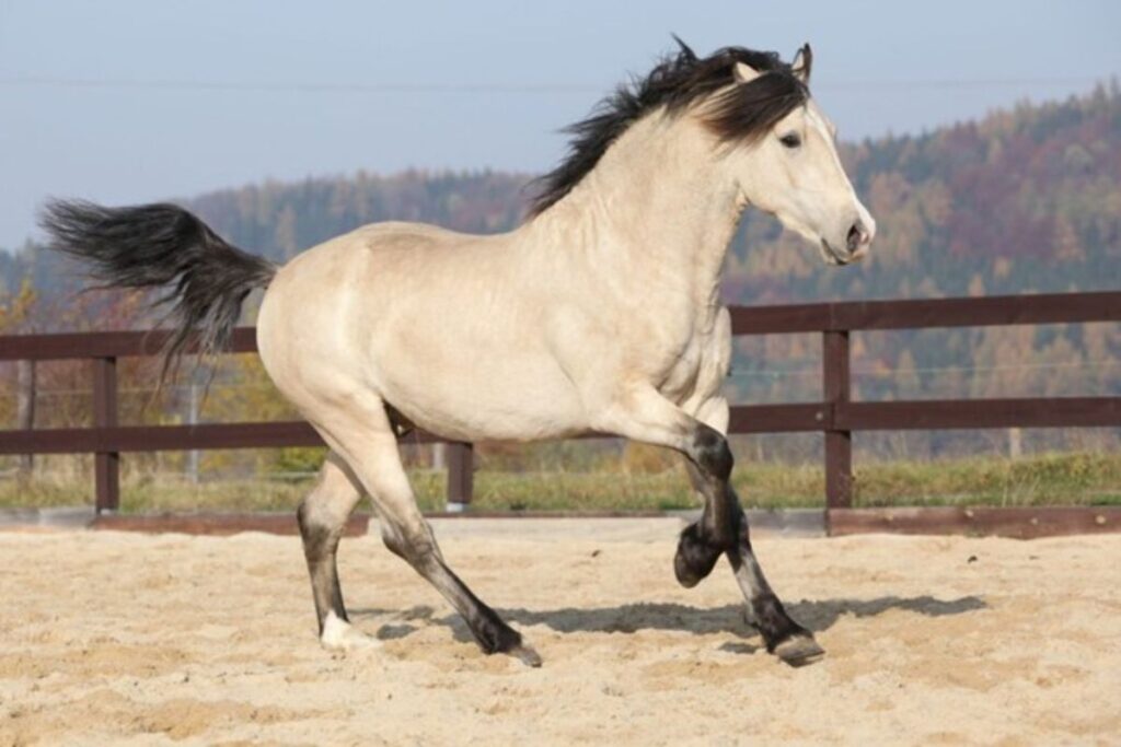In sec. C. is a mix of Welsh pony and Welsh cob. Photo: Archive.
