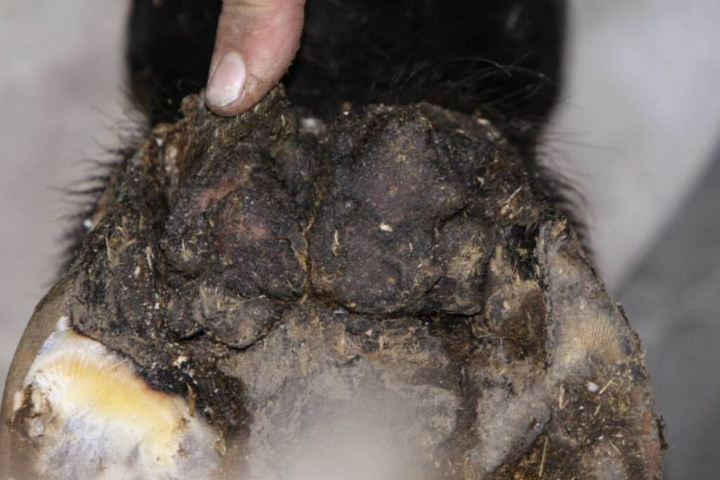 this is what it looks like when horses have cancer (1)