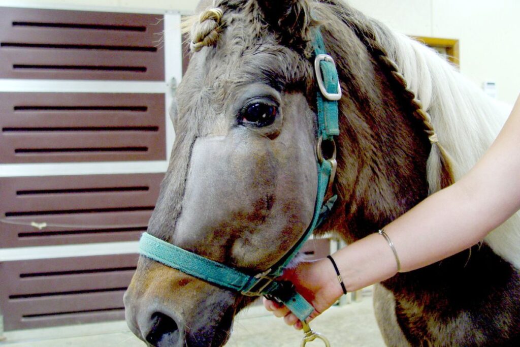 this is what it looks like when horses have cancer