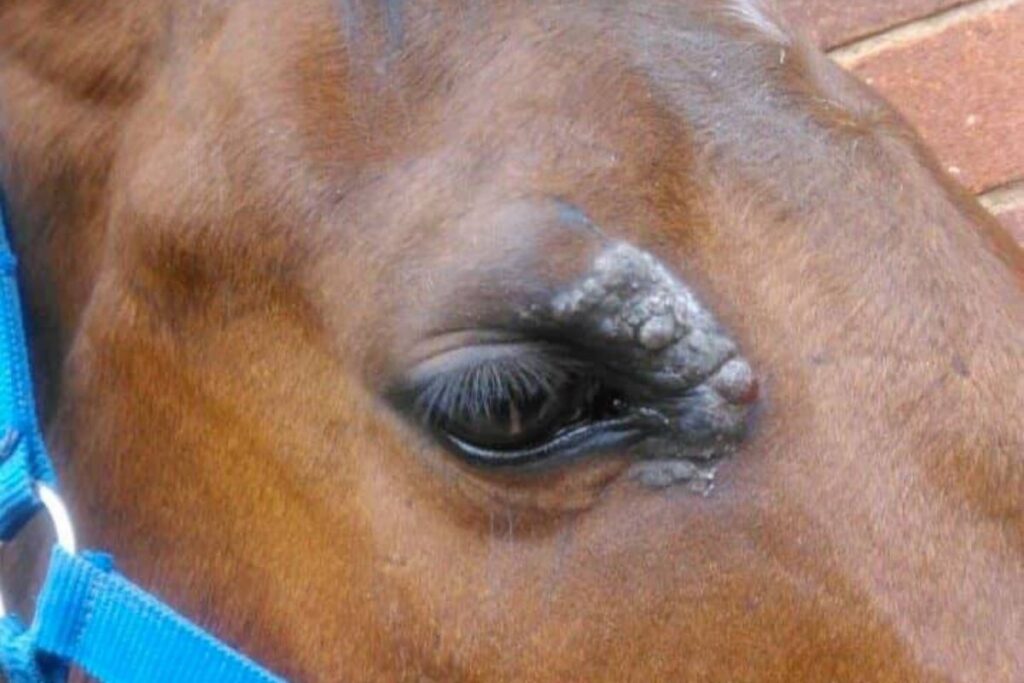 this is what it looks like when horses have cancer (2)