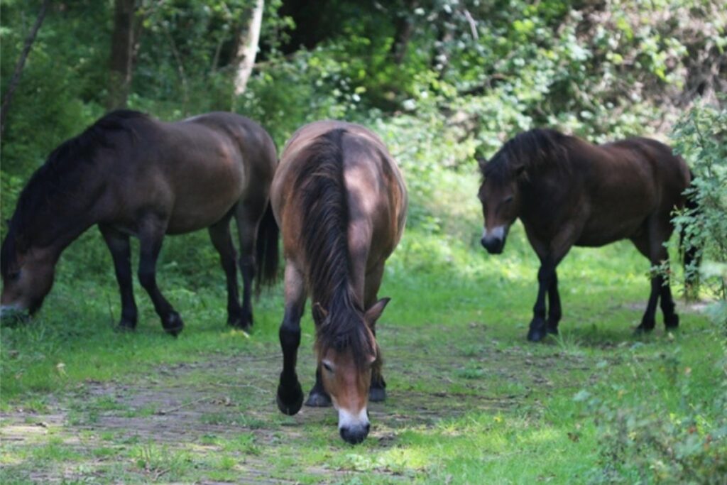 Finding the right area is a very important part of the rewilding process. Photo: Archive.