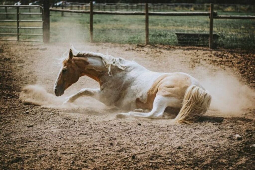 Which side your horse is lies on can tell you about its favorite side. Photo: Archive