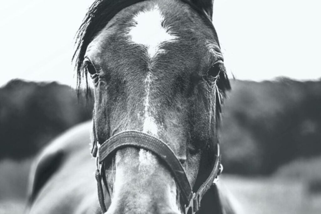 Are the horse's eyes straight, and what about nostrils and ears? Photo: Archive