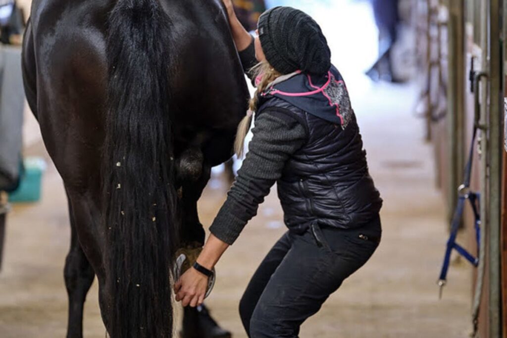 Finding the horse's challenges instead of just looking at the symptoms requires knowledge and anatomy and connections in the body. Photo: Jean-Luc Morbelli.