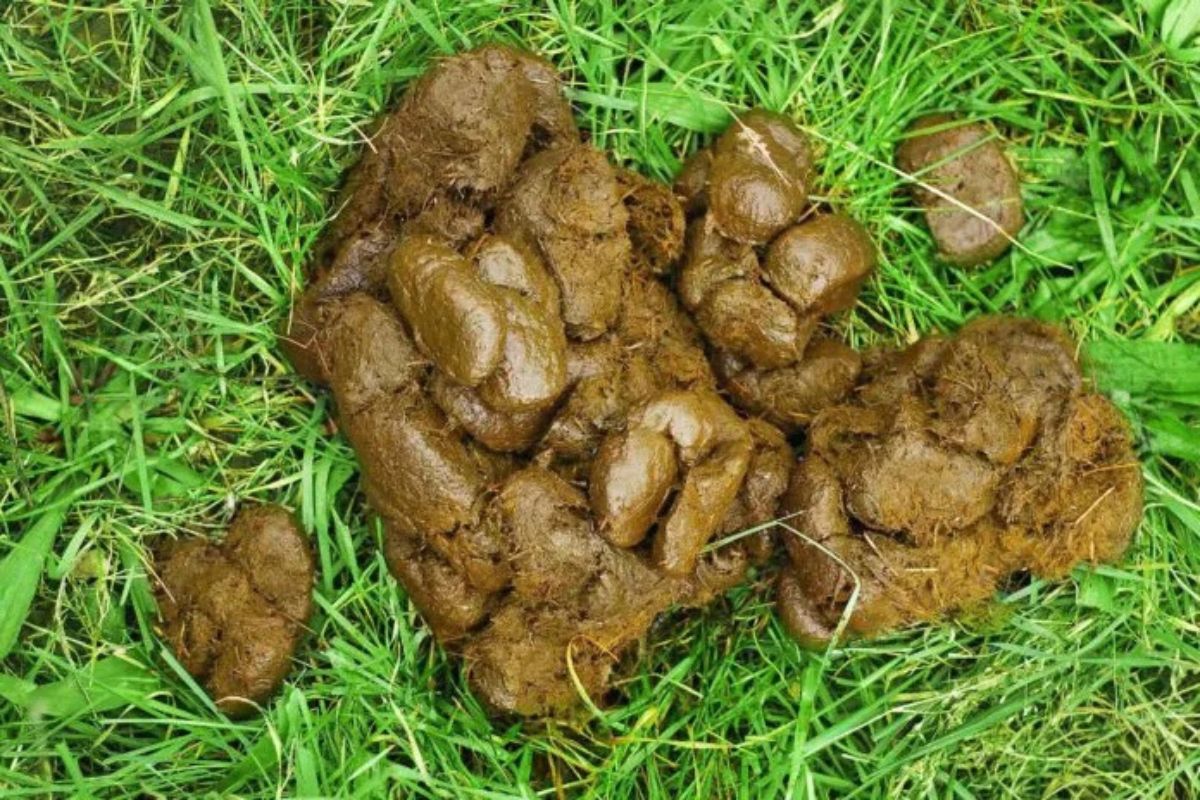 Horse droppings What they can tell you about your horse’s overall