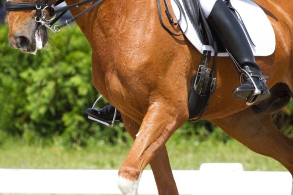 Avoid excess training: Remember to give your horse a break