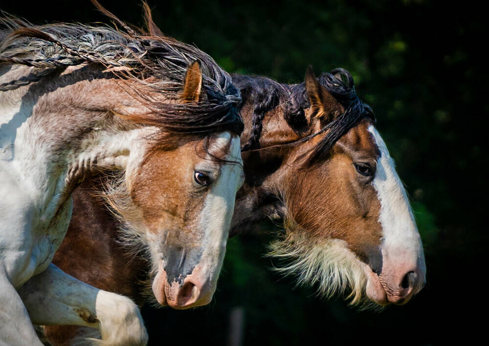 Clydesdale A versatile and endangered horse breed Malgré Tout Media