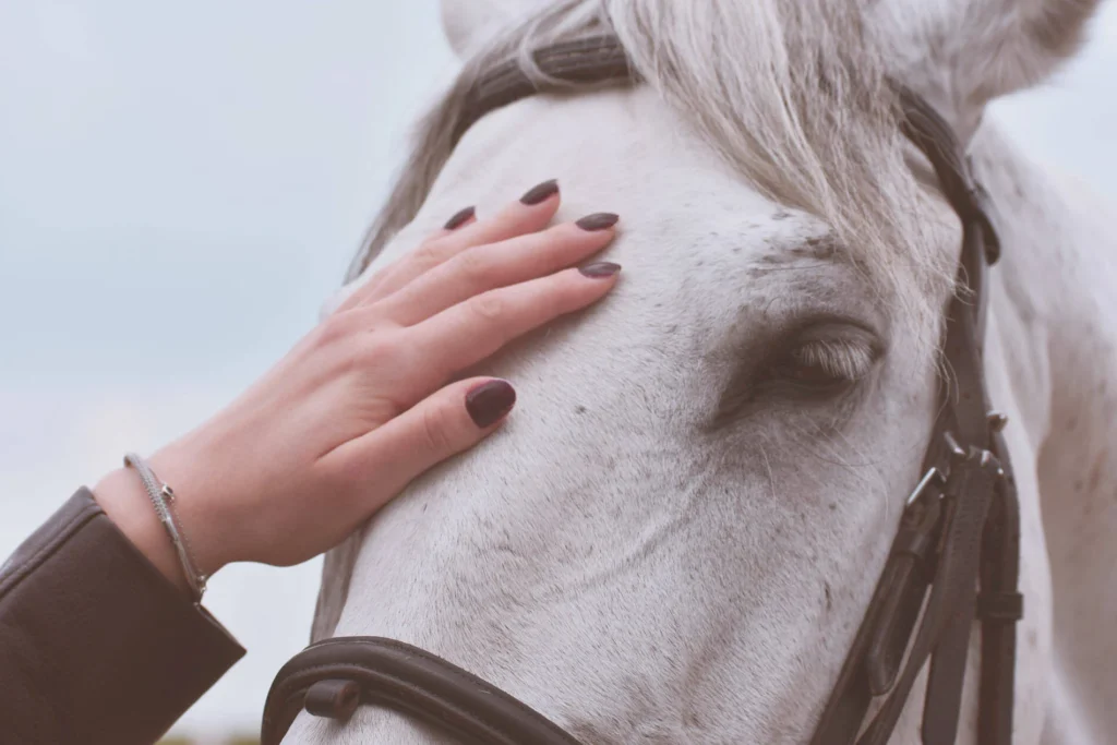 Woman`s hand and a closeup of a white horse`s face. The woman is petting the horse.
