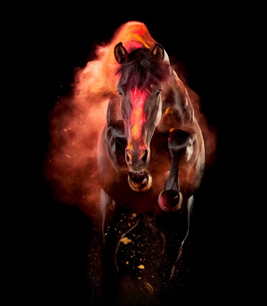 Dark brown horse covered in colored orange and red Holi powder captured in motion