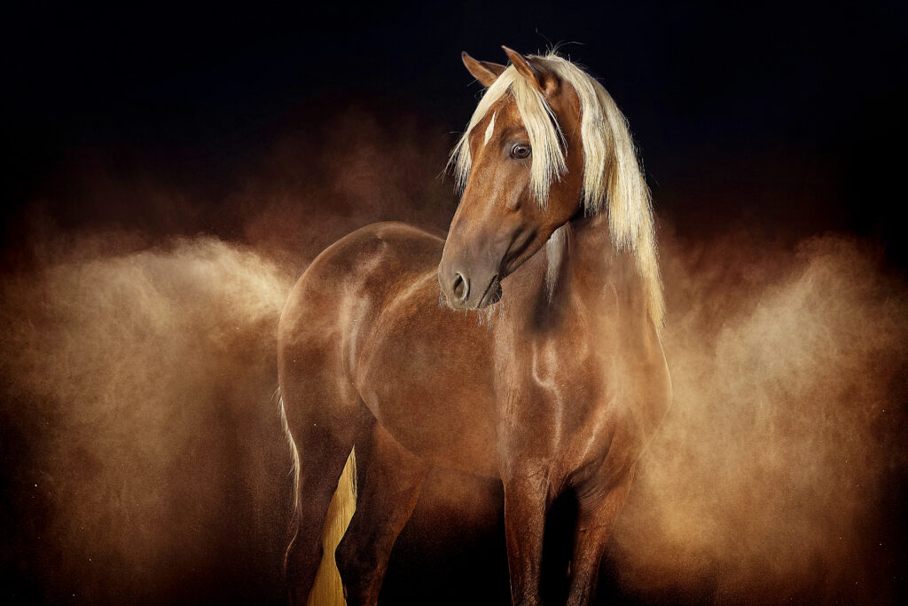 Chestnut brown horse with white hair captured standing while covered in colored white Holi powder