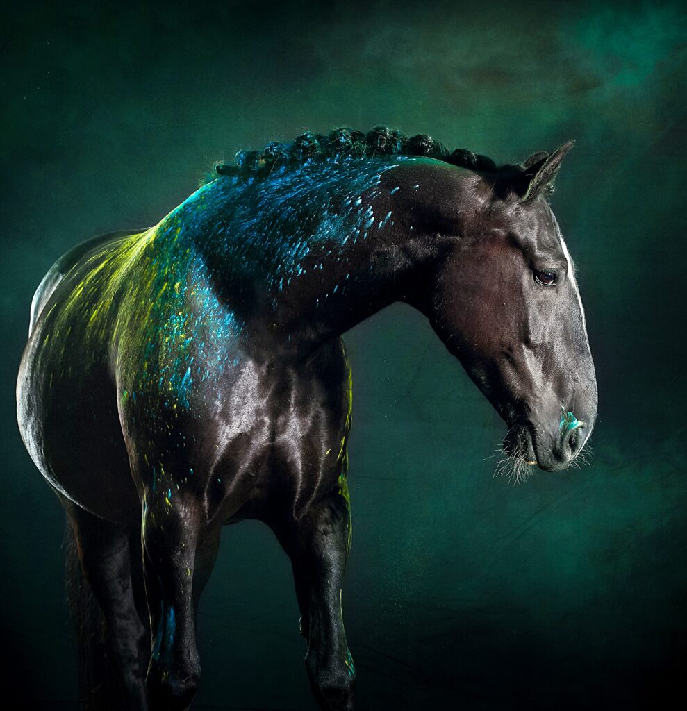 Black horse covered in colored blue and yellow powder captured from the profile