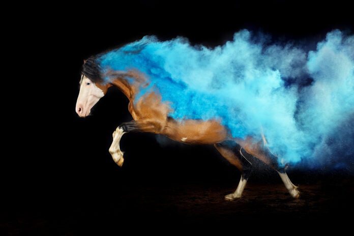 Brown horse with white markings covered in colored blue Holi powder captured in motion