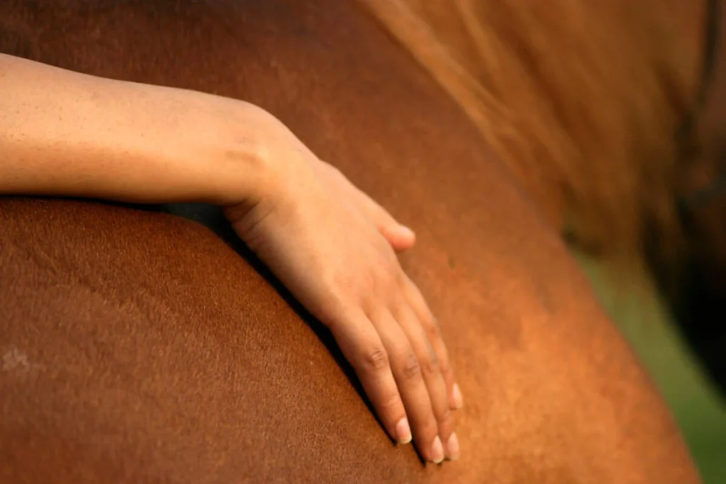 A hand touching the horse's skin