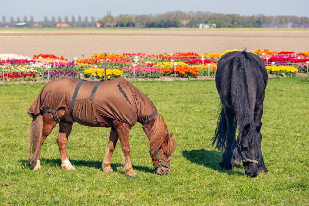 Two horses with blankets in nature 