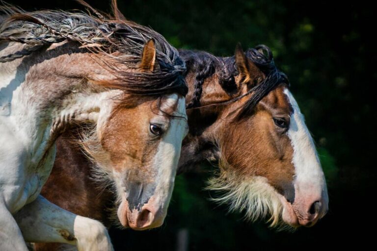 Clydesdale - A versatile and endangered horse breed