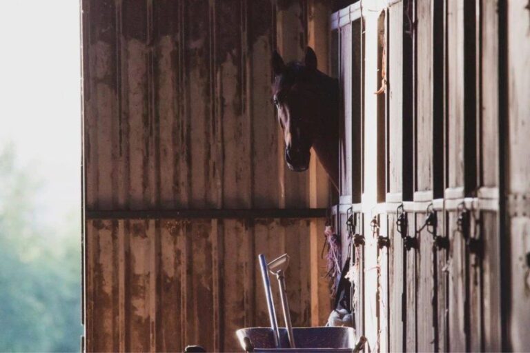 Create a successful environment in the stable during winter