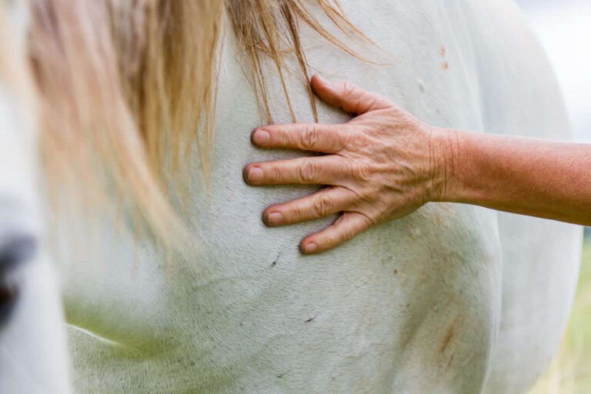alternative therapies for horses