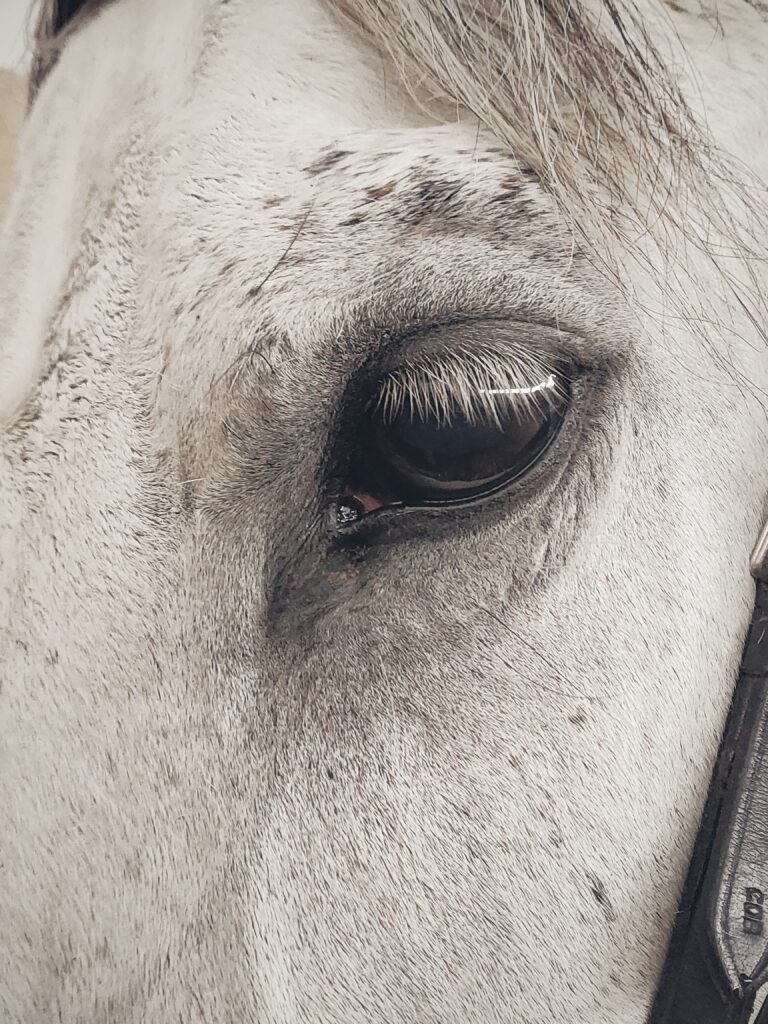 White horse`s left side of the face